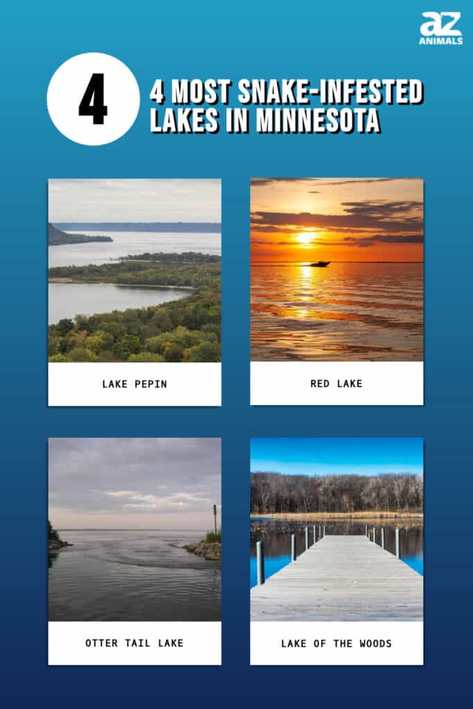 There are three species of water snakes found in Minnesota lakes.