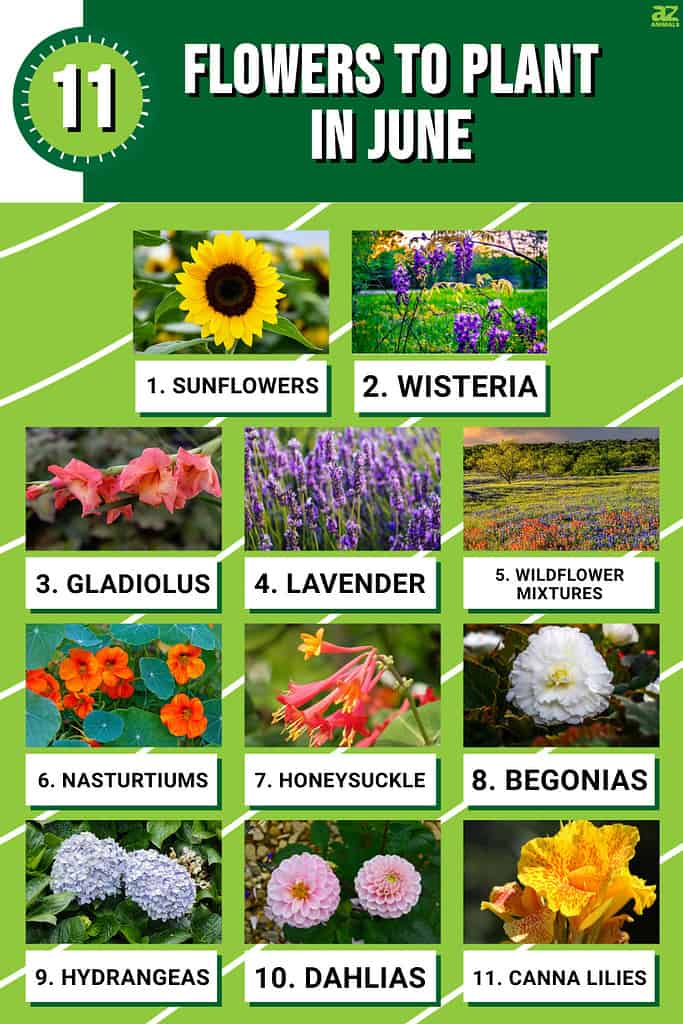 Infographic of 11 Flowers to Plant in June