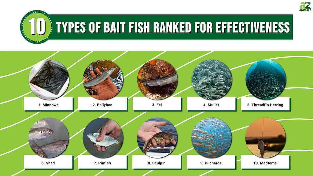 10 Types of Bait Fish Ranked For Effectiveness - A-Z Animals