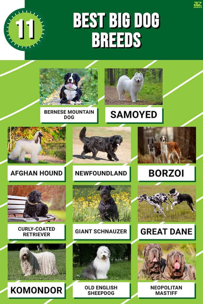 Infographic for the 11 Best Big Dog Breeds