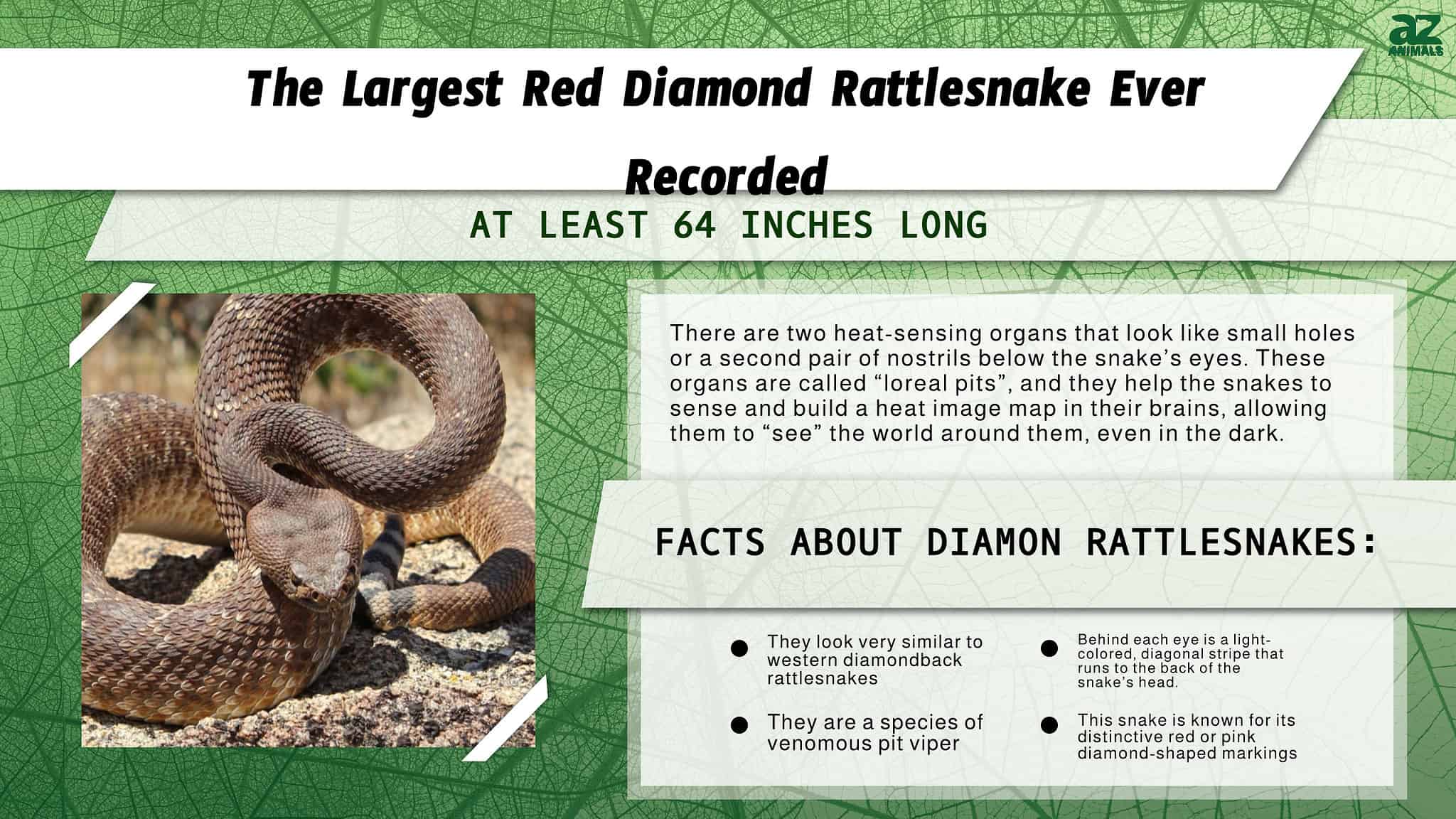 Discover The Largest Red Diamond Rattlesnake Ever Recorded - A-Z Animals