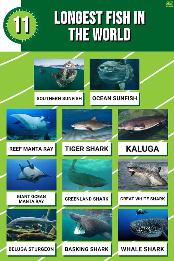 Infographic for 11 Longest Fish in the World