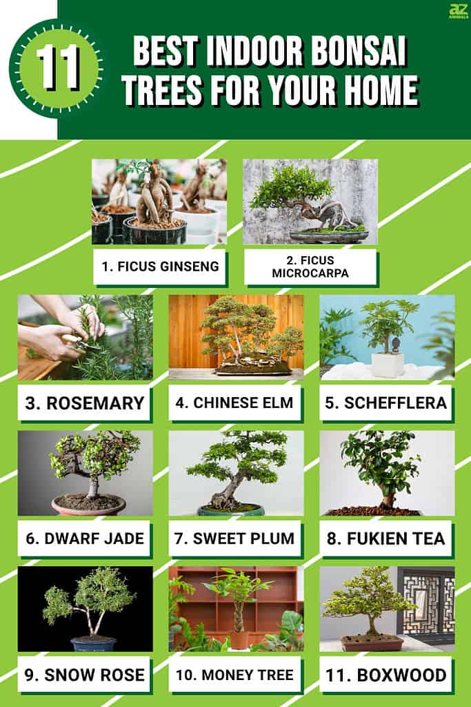 Infographic of 11 Best Indoor Bonsai Trees for Your Home