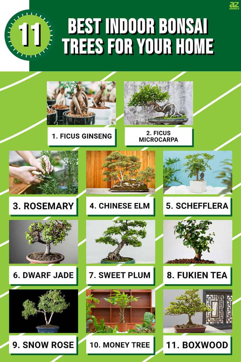 The 11 Best Indoor Bonsai Trees for Your Home AZ Animals