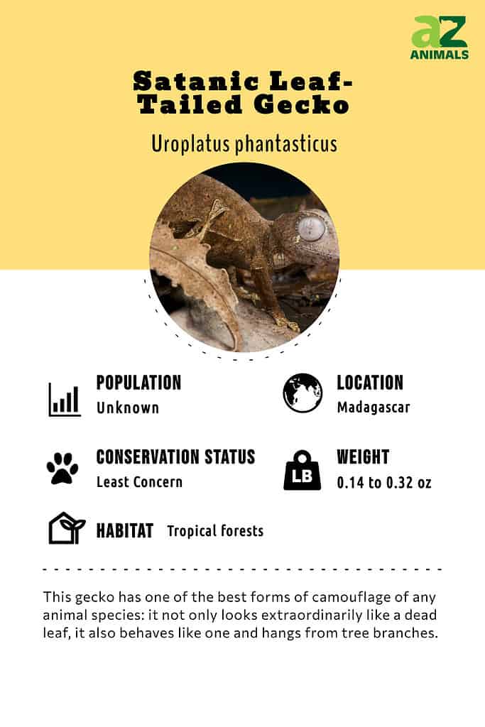 Infographic of Satanic Leaf-Tailed Gecko