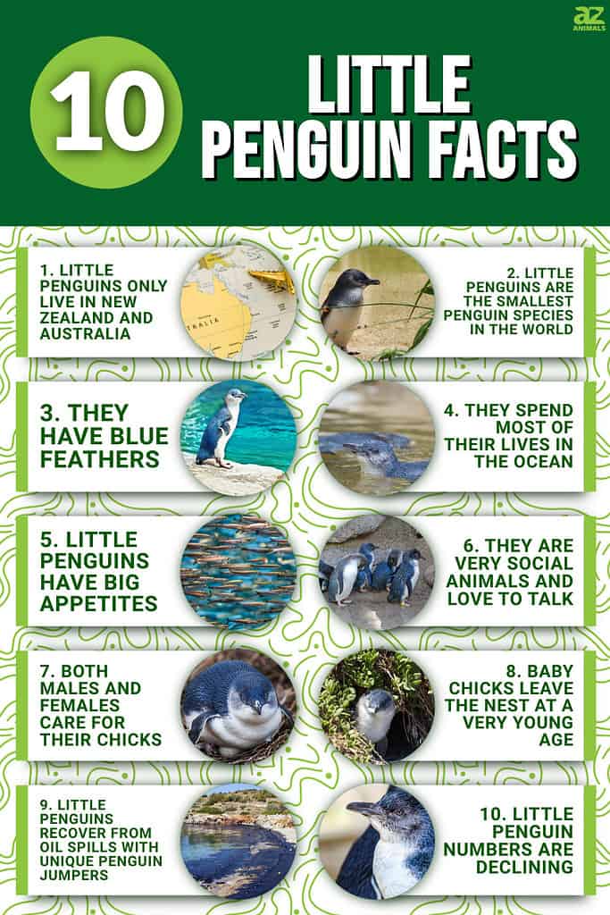 10 Little Penguin Facts