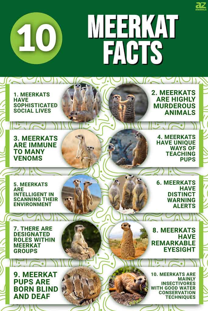 10 Meerkat Facts
