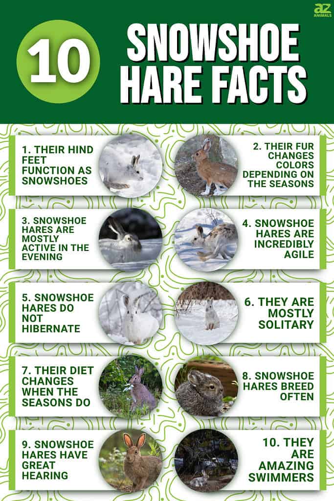 10 Snowshoe Hare Facts