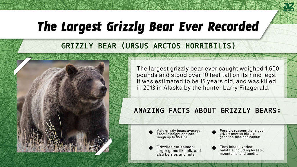 giant grizzly bear