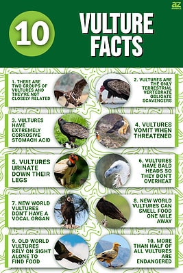 10 Incredible Vulture Facts - A-z Animals