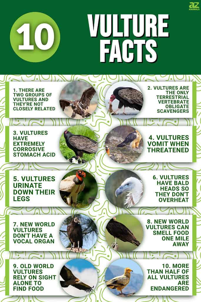 Vultures, facts and information