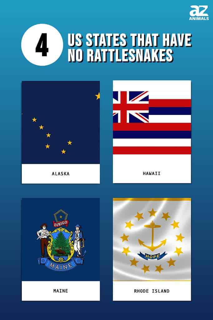 Infographic for the 4 US States that have no rattlesnakes.