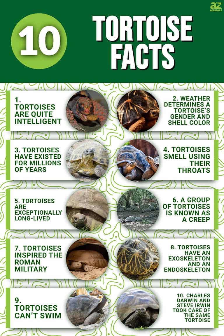 10 Incredible Tortoise Facts - A-Z Animals