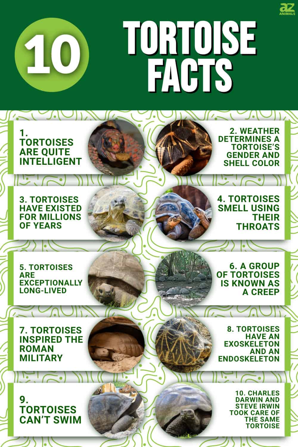 10 Incredible Tortoise Facts - A-Z Animals