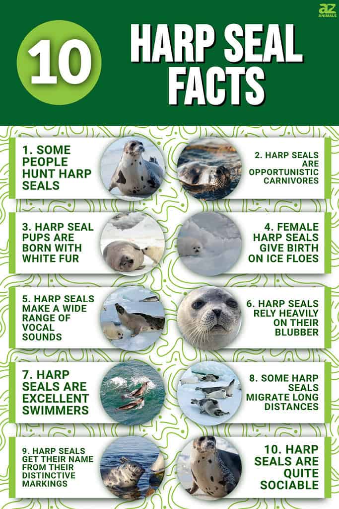 Wildlife Guide: Harp Seal Facts