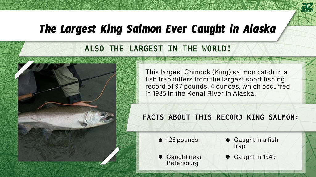 Infographic for the Largest King Salmon Ever Caught in Alaska.