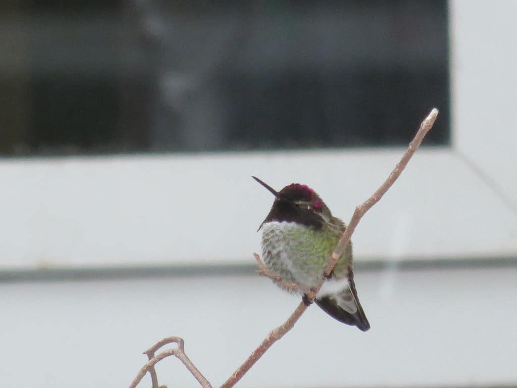 A male Anna's hummingbird on a cold day