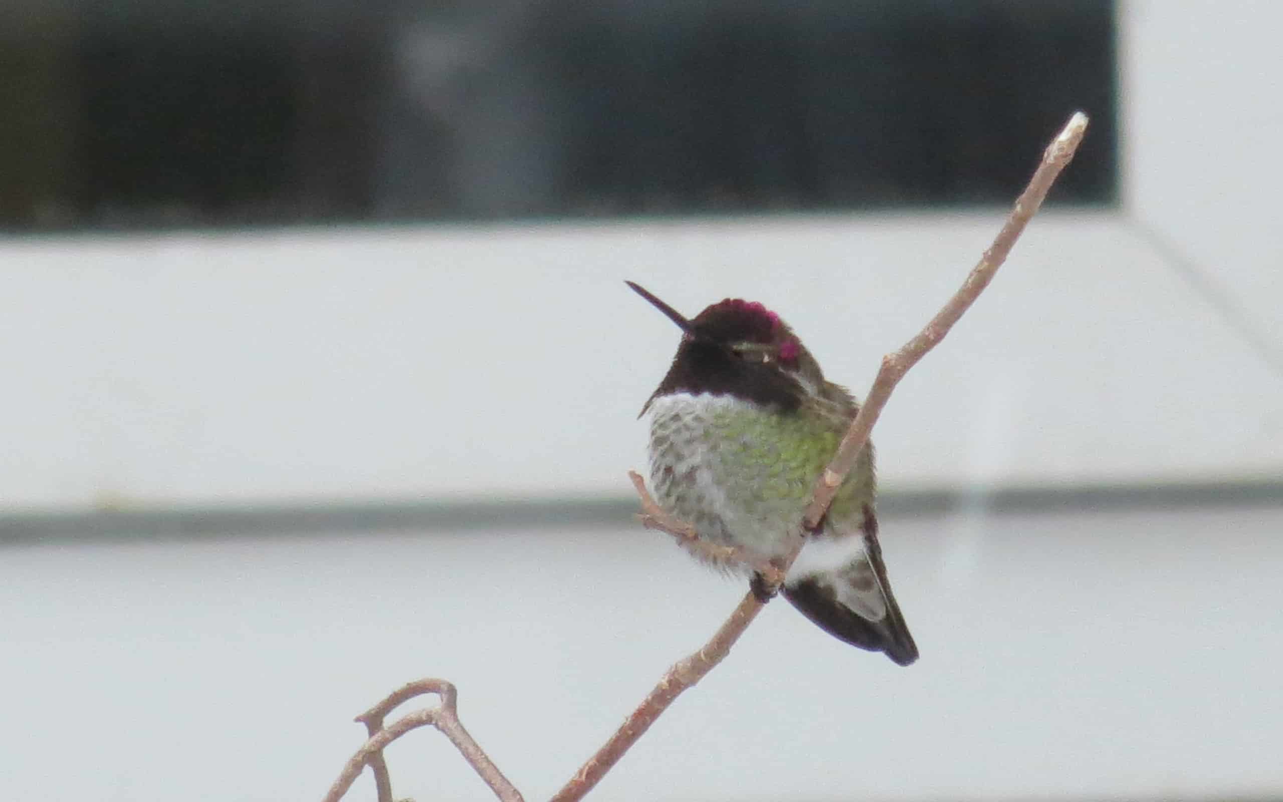 A male Anna's hummingbird on a cold day