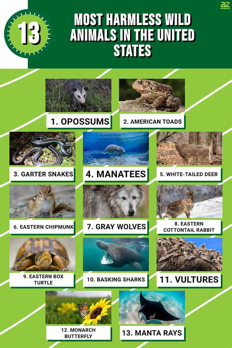 Discover the 13 Most Harmless Wild Animals in the United States - A-Z ...