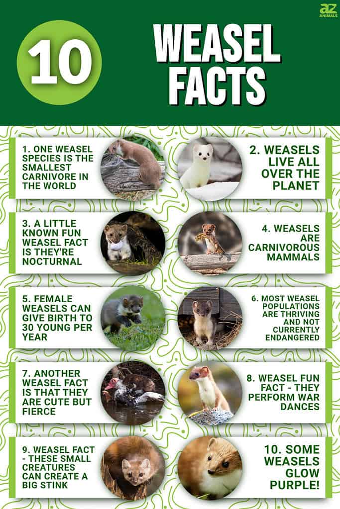 10 Weasel Facts