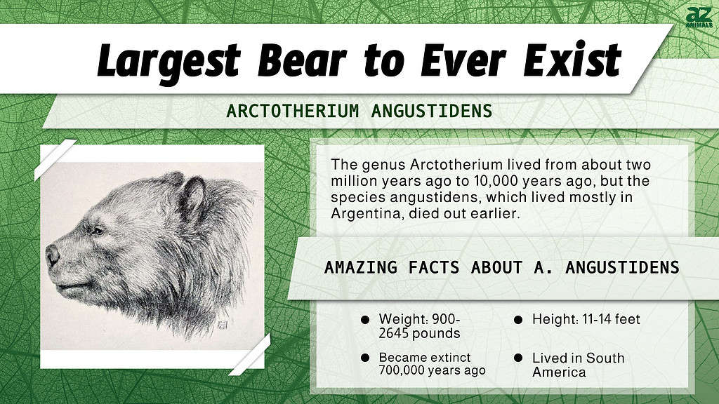 "Largest" Infographic for the Biggest Bear to Ever Exist.