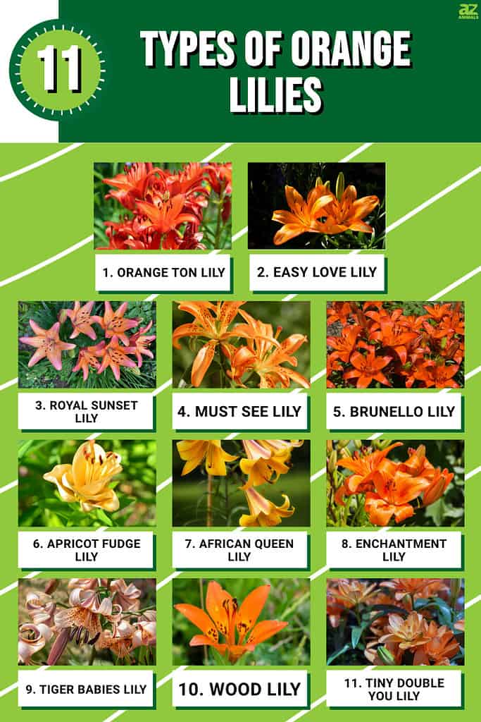 Infographic of 11 Types of Orange Lilies