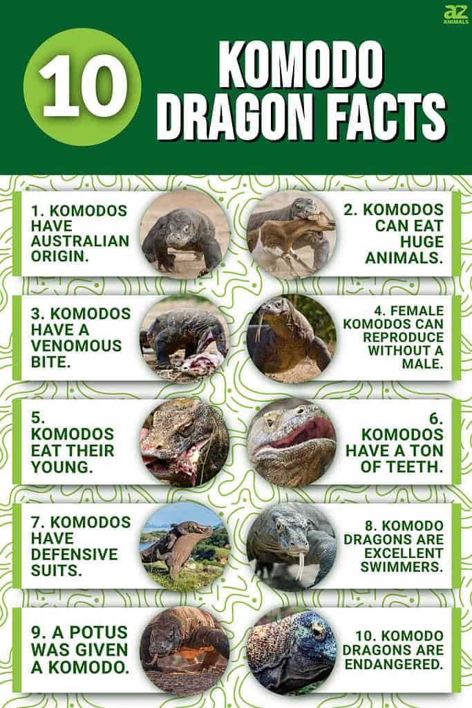 Infographic of 10 Komodo Dragon Facts