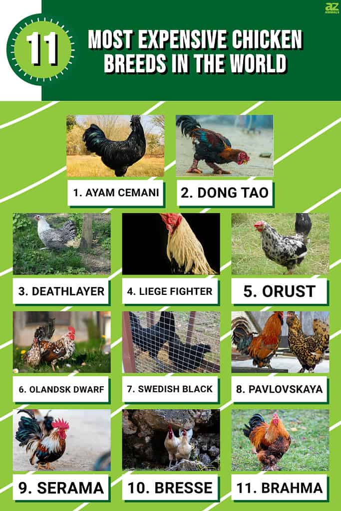 black baby chicken breeds