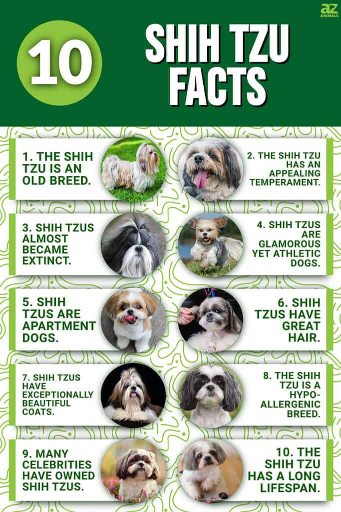 Infographic of 10 Shih Tzu Facts