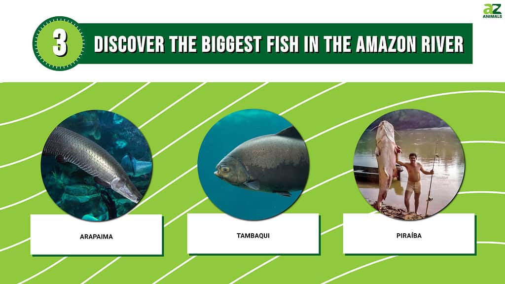 Infographic for "Discover the Biggest Fish in the Amazon River"