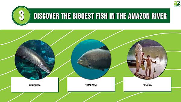 River Monsters: Discover the Biggest Fish in the Amazon River - A-Z Animals