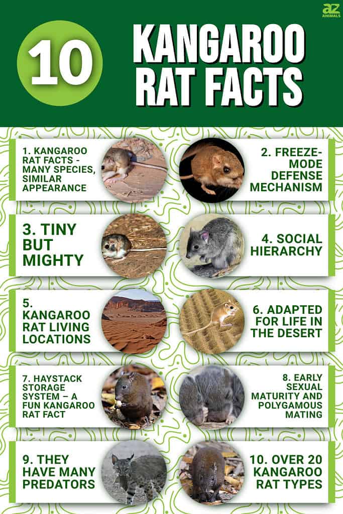 10 Kangaroo Rat Facts