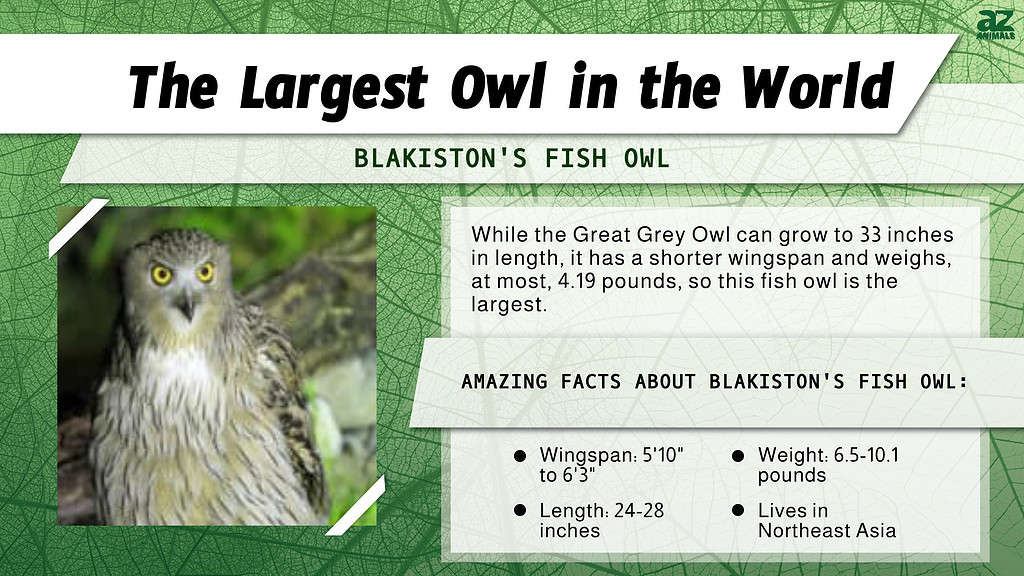 Infographic for the Largest Owl in the World.