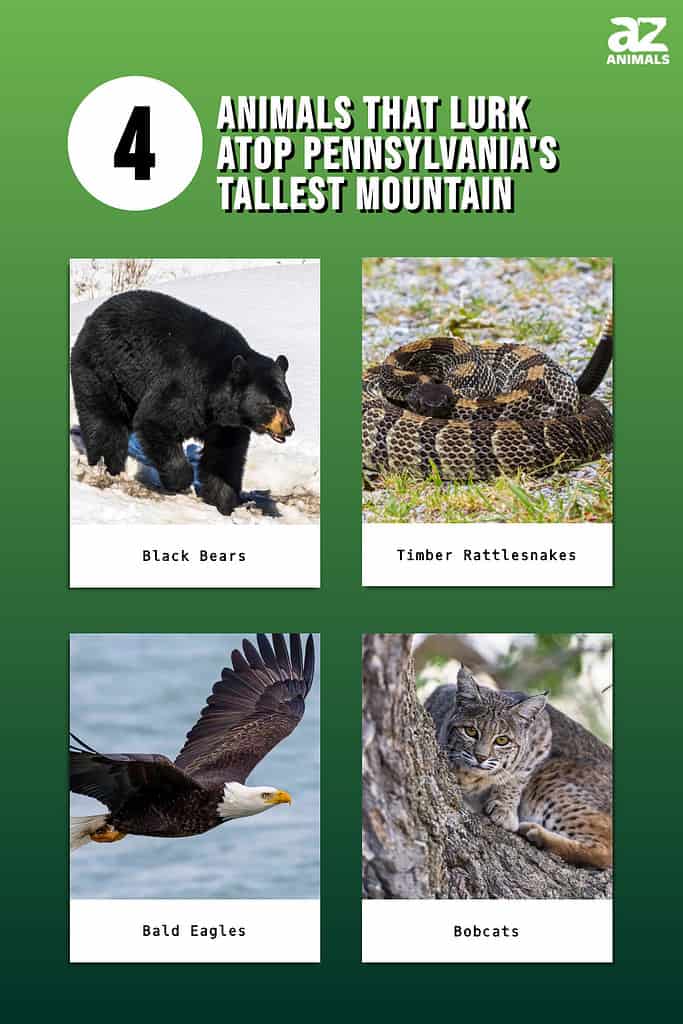 4 Animals That Roam Atop Pennsylvania's Tallest Mountain