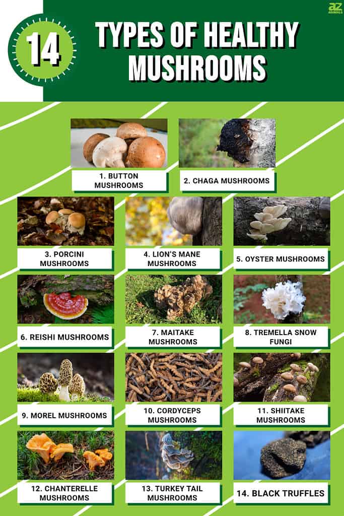 Infographic of 14 Types of Healthy Mushrooms