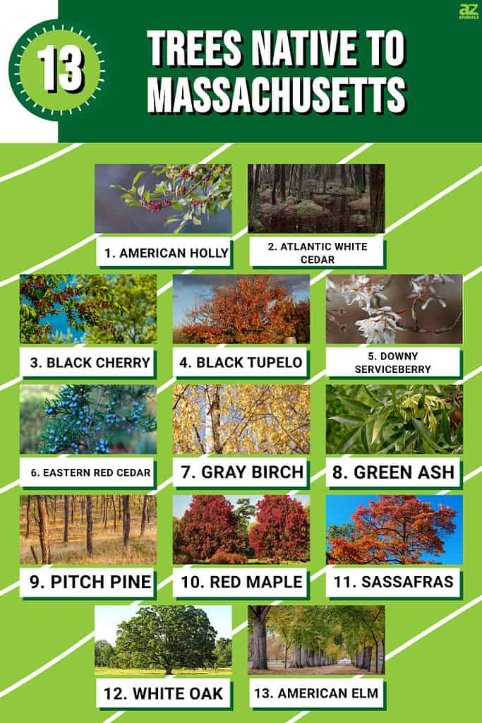 Infographic of 13 Trees Native to Massachusetts 