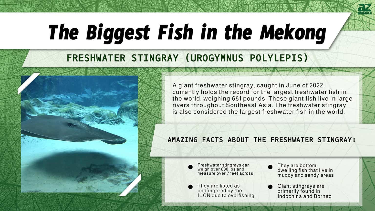 River Monsters: Discover The Biggest Fish In The Mekong River - A-Z Animals