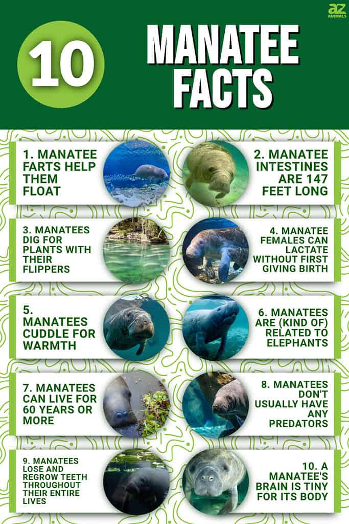 10 Manatee Facts