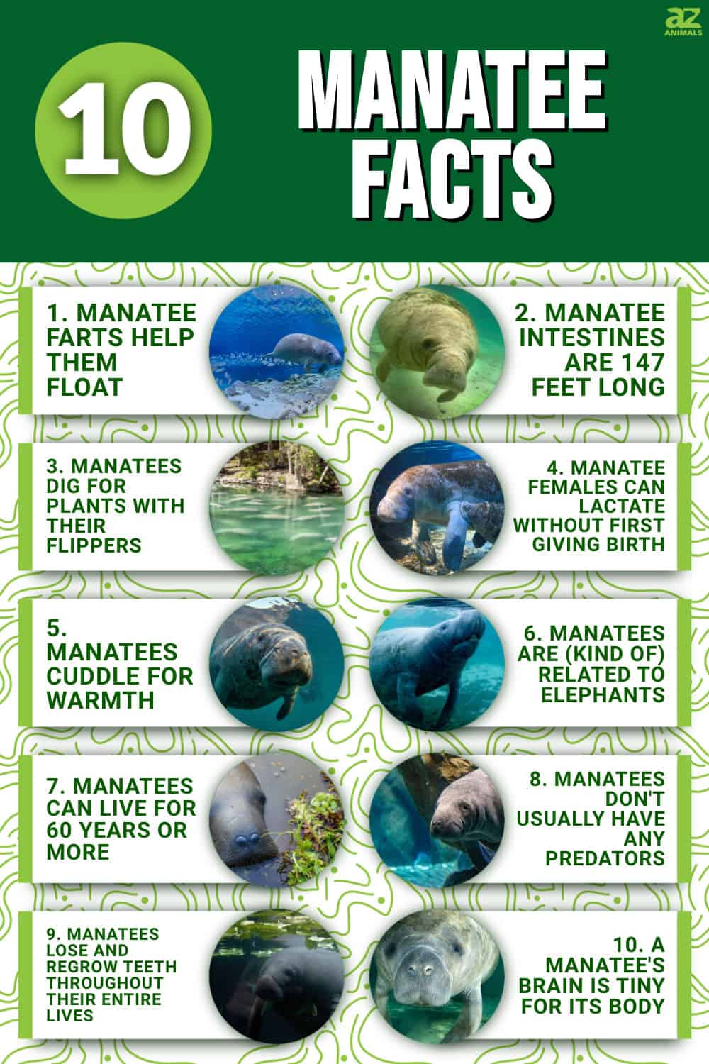 10 Incredible Manatee Facts - A-Z Animals