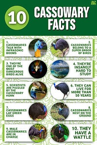 10 Incredible Cassowary Facts - A-Z Animals