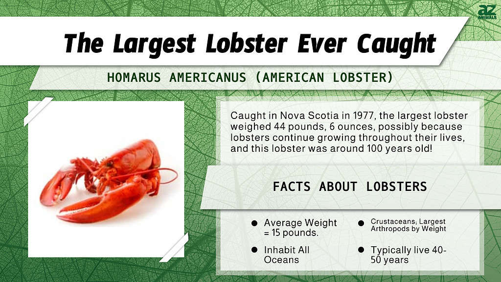 "Largest" infographic for the Largest Lobster Ever Caught!