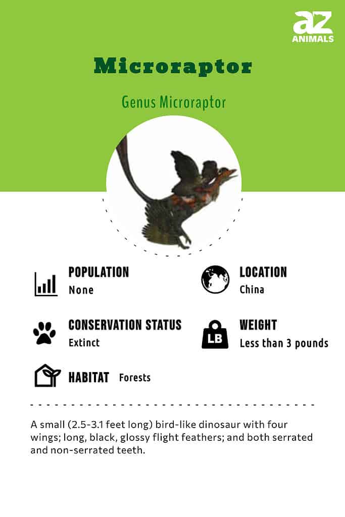 Infographic for the Microraptor dinosaur.