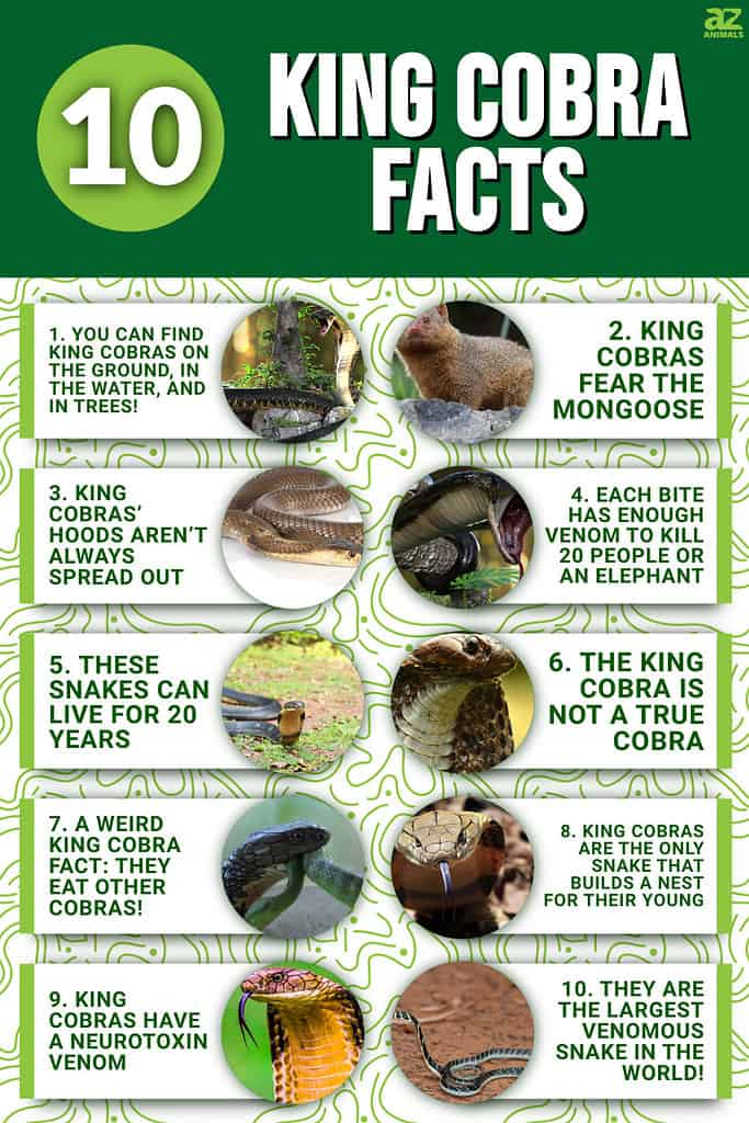 Cobra Snake Facts, Cobra Snake Information