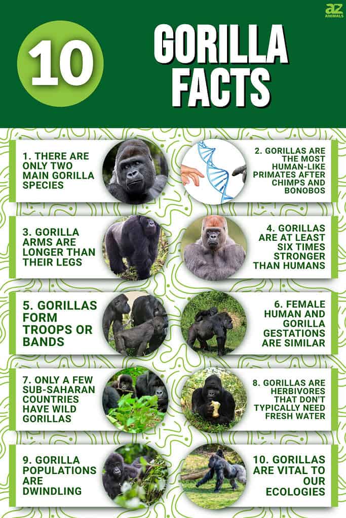 10 Gorilla Facts