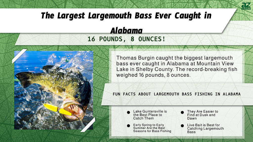 The Largest Largemouth Bass Ever Caught in Alabama