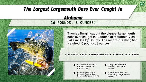 Discover the Largest Largemouth Bass Ever Caught in Alabama - A-Z Animals