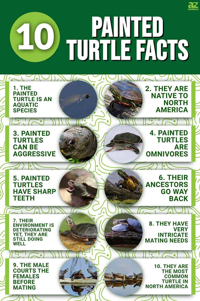 10 Painted Turtle Facts