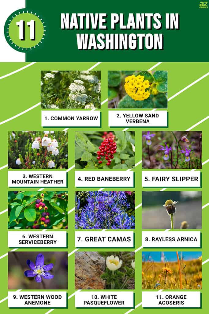 Infographic of 11 Native Plants in Washington 