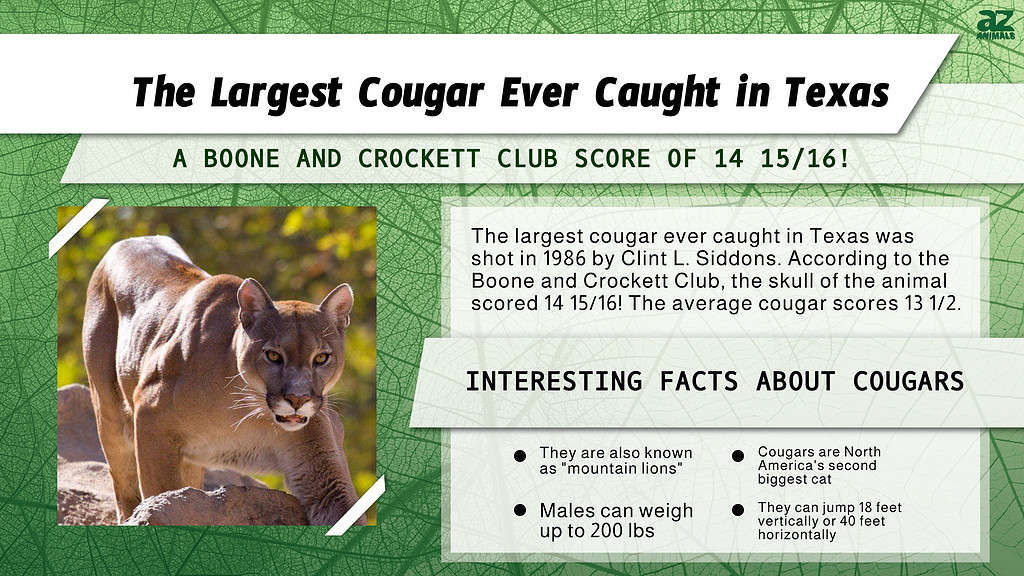 Largest Cougar Ever Caught in Texas