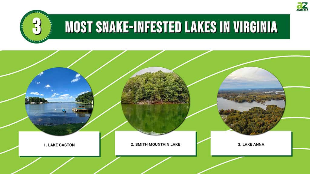 3 Most Snake-Infested Lakes in Virginia
